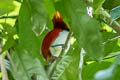 King Bird-of-paradise Cicinnurus regius coccineifrons