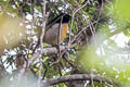 King of Saxony Bird-of-paradise Pteridophora alberti