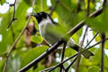 Kofiau Monarch Symposiachrus julianae (Black-backed Monarch)