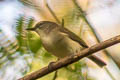 Large-billed Gerygone Gerygone magnirostris affinis