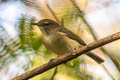 Large-billed Gerygone Gerygone magnirostris affinis