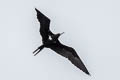 Lesser Frigatebird Fregata ariel ariel