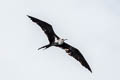 Lesser Frigatebird Fregata ariel ariel