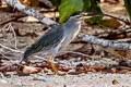 Little Heron Butorides atricapilla moluccarum