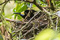 Long-tailed Paradigalla Paradigalla carunculata