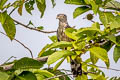 Long-tailed Honey Buzzard Henicopernis longicauda