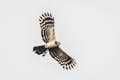 Long-tailed Honey Buzzard Henicopernis longicauda