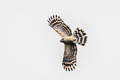 Long-tailed Honey Buzzard Henicopernis longicauda