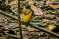 Magnificent Bird-of-paradise Diphyllodes magnificus magnificus