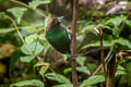 Magnificent Bird-of-paradise Diphyllodes magnificus magnificus
