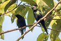 Metallic Starling Aplonis metallica metallica