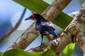 Metallic Starling Aplonis metallica metallica