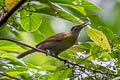 Mimic Honeyeater Microptilotis analogus