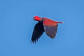 Moluccan Eclectus Eclectus roratus vosmaeri