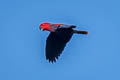 Moluccan Eclectus Eclectus roratus vosmaeri