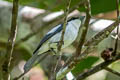 Moluccan Flycatcher Myiagra galeata galeata (Moluccan Monarch, Slaty Flycatcher)