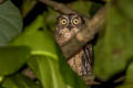 Moluccan Scops Owl Otus magicus obira