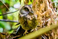 Mountain Owlet-nightjar Aegotheles albertisi