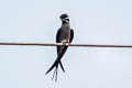 Moustached Treeswift Hemiprocne mystacea mystacea