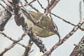 New Guinea Thornbill Acanthiza murina