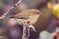New Guinea Thornbill Acanthiza murina