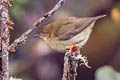 New Guinea Thornbill Acanthiza murina