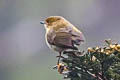 New Guinea Thornbill Acanthiza murina