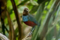 North Moluccan Pitta Erythropitta rufiventris obiensis