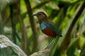 North Moluccan Pitta Erythropitta rufiventris obiensis