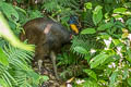 Northern Cassowary Casuarius unappendiculatus