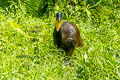 Northern Cassowary Casuarius unappendiculatus