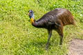 Northern Cassowary Casuarius unappendiculatus
