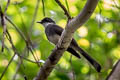 Northern Fantail Rhipidura rufiventris gularis 