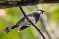 Northern Fantail Rhipidura rufiventris gularis 