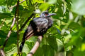 Obi Paradise-crow Lycocorax obiensis