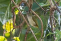 Obi White-eye Zosterops sp. nov.