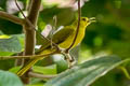 Obi Golden Bulbul Hypsipetes lucasi