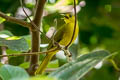 Obi Golden Bulbul Hypsipetes lucasi