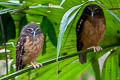 Ochre-bellied Boobook Ninox ochracea