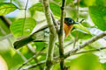 Ochre-collared Monarch Arses insularis (Rufous-collared Monarch)