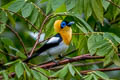 Ochre-collared Monarch Arses insularis (Rufous-collared Monarch)