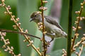 Olive-crowned Flowerpecker Dicaeum pectorale pectorale