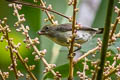 Olive-crowned Flowerpecker Dicaeum pectorale pectorale