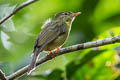 Olive Flyrobin Kempiella flavovirescens