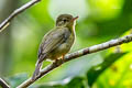 Olive Flyrobin Kempiella flavovirescens