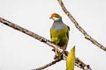 Orange-fronted Fruit Dove Ptilinopus aurantiifrons