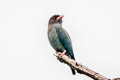Oriental Dollarbird Eurystomus orientalis waigiouensis