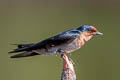 Pacific Swallow Hirundo javanica javanica