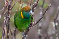 Painted Tiger Parrot Psittacella picta lorentzi