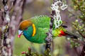 Painted Tiger Parrot Psittacella picta lorentzi